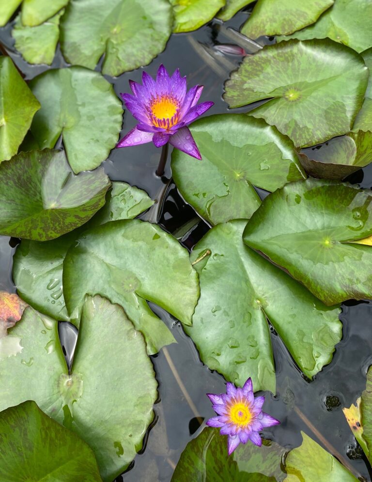 How to Grow A Viviparous Water Lily Garden Ponds Nursery