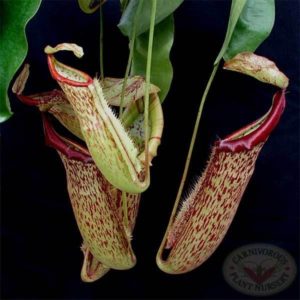 Carnivorous plant Nepenthes Miranda