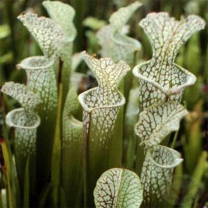 Carnivorous plant Sarracenia Leucophylla