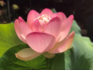 Pink Sacred China Lotus Green Pads