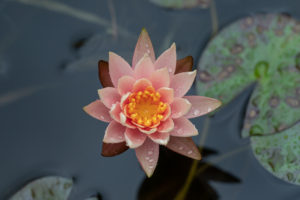 Pink Water Lily