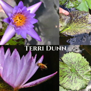 Nymphaea Terri Dunn Lily Aquatic Pond Flower