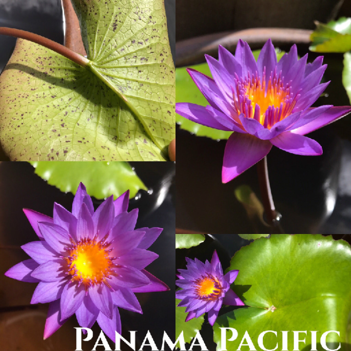 Tropical Water Lily Varieties and Identification | Garden Ponds Nursery