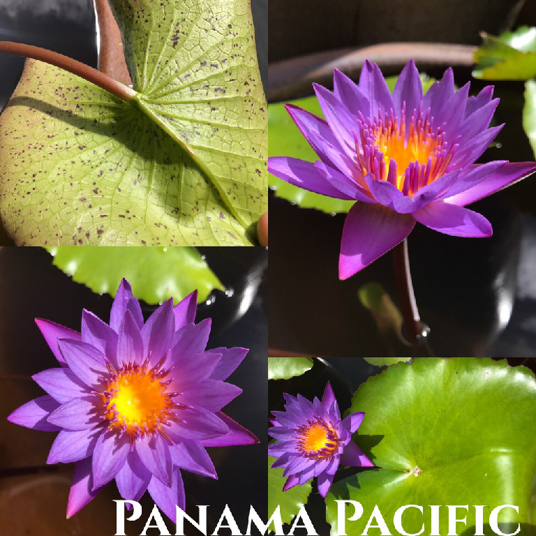 Nymphaea Panama Pacific Lily Aquatic Pond Flower | Garden Ponds Nursery