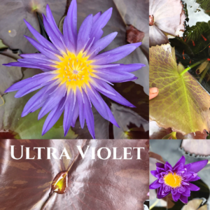 Nymphaea Ultra Violet Lily Aquatic Pond Flower