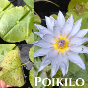 Nymphaea Poikilo Purple Water Lily Aquatic Flower Plant