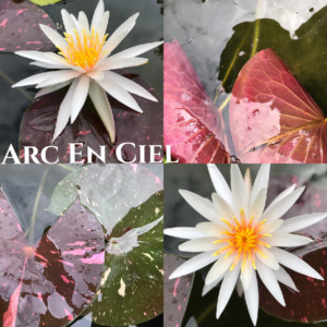 Nymphaea Arc En Ciel Lily Aquatic Pond Flower