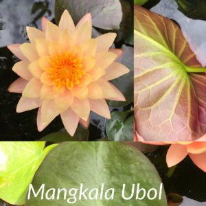 Nymphaea Mangkala Ubol Lily Aquatic Pond Flower