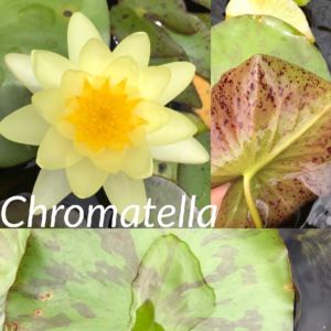 Nymphaea Chromatella Lily Aquatic Pond Flower