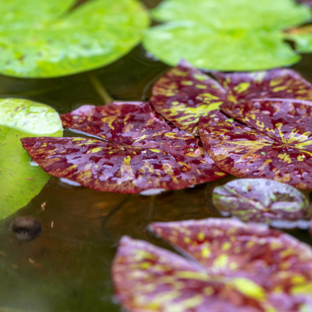 Water lily leaves