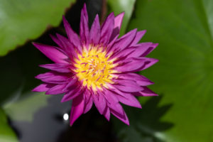 deep purple water lily