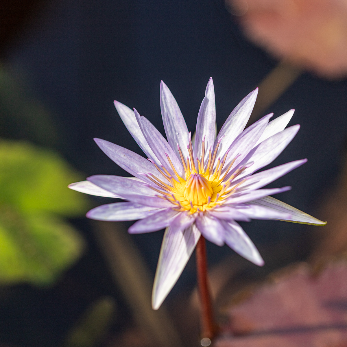 light purple water lily