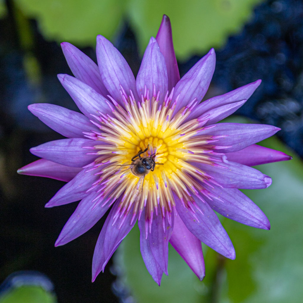 purple water lily with bee