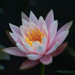 Pink water lily