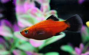 orange platy fish