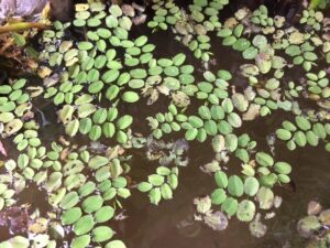 Salvinia invasive floating plant.