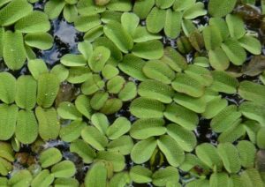 Salvinia auriculata invasive Floating Plant Hawaii