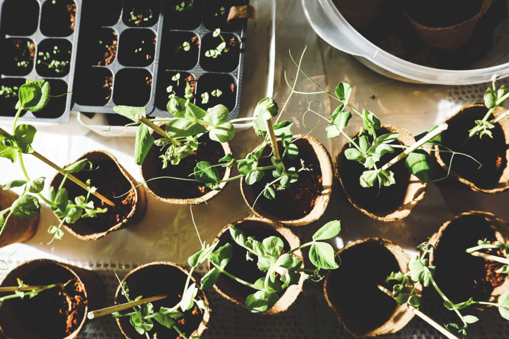 where to buy veggie starts on Kauai