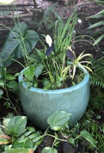 Shade-loving water garden