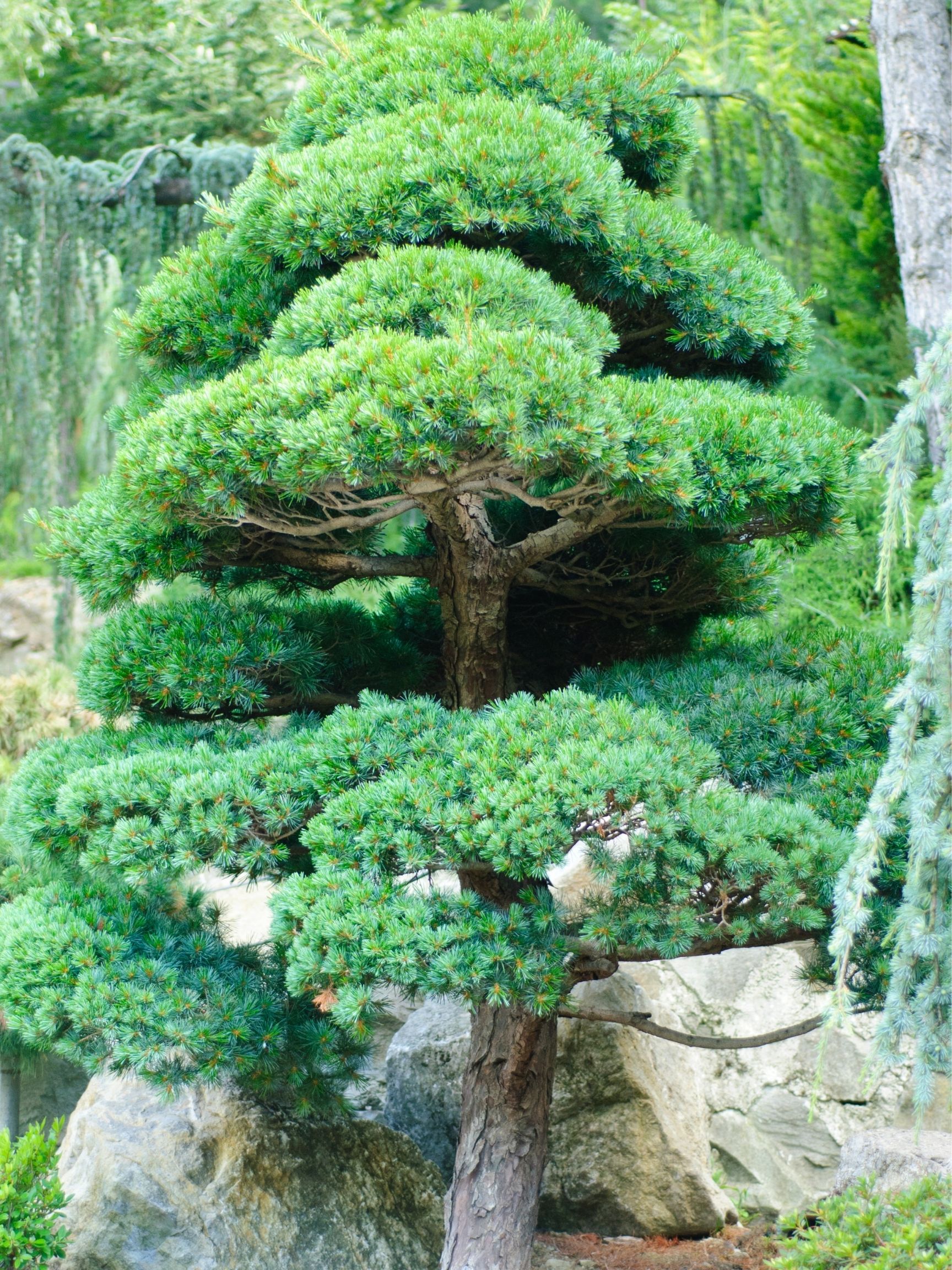 Japanese Pine | Garden Ponds Nursery