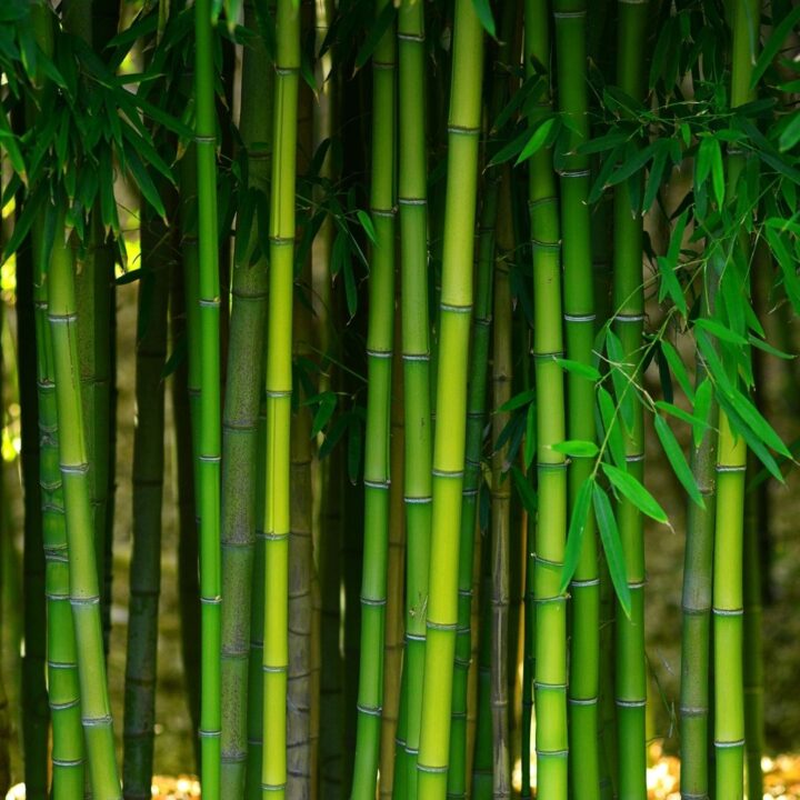 Welcoming a New Year with Kadomatsu | Garden Ponds Nursery