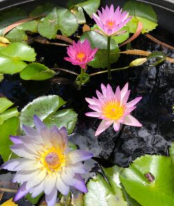 Sun loving water lilies provide shade