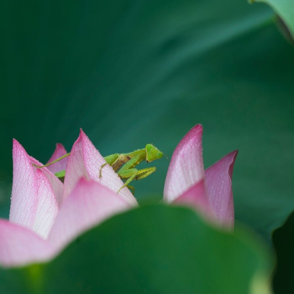 Praying Mantis on Lotus | Garden Ponds Nursery