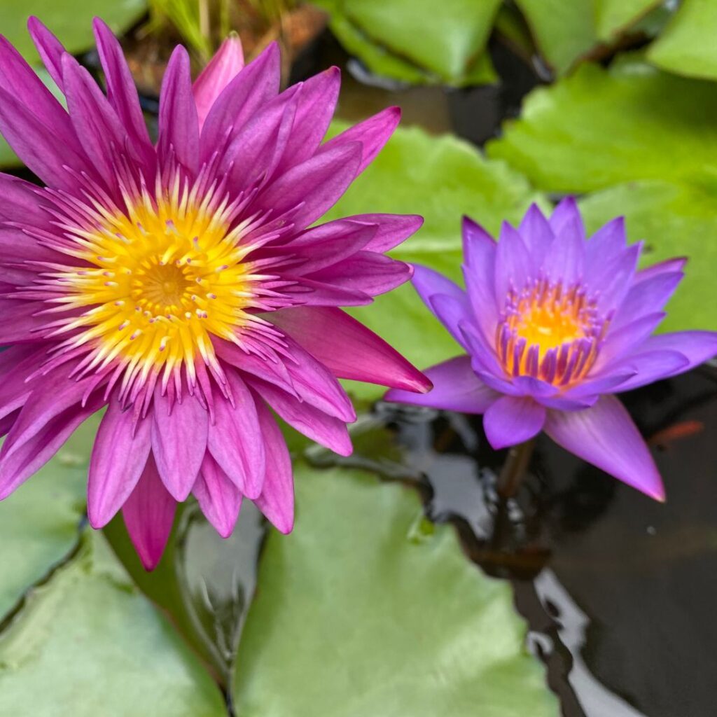 water-lily-care-garden-ponds-nursery