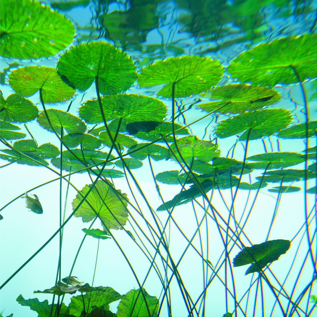 Water Lily Care Garden Ponds Nursery   Untitled Design 11 