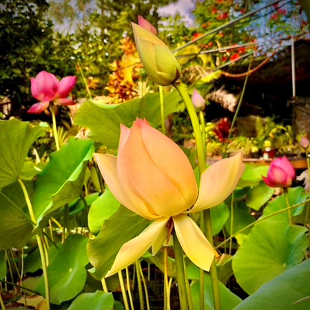 LOTUS FLOWERS ARE WAKING UP FROM DORMANCY